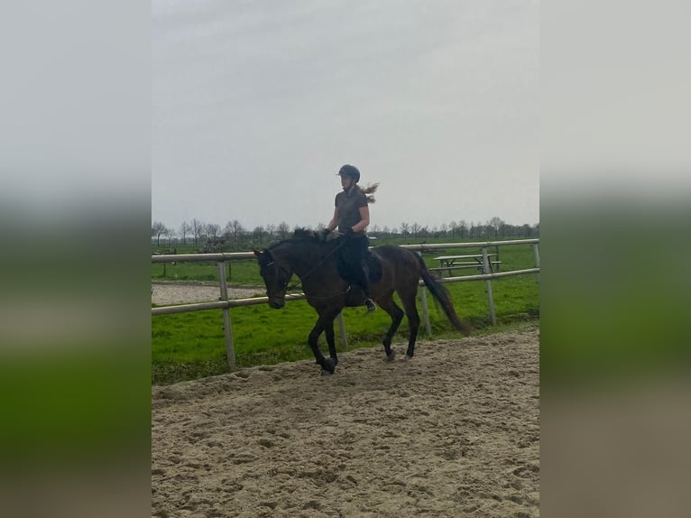 Pura sangre irlandés Caballo castrado 6 años 164 cm Castaño in Wijk bij Duurstede