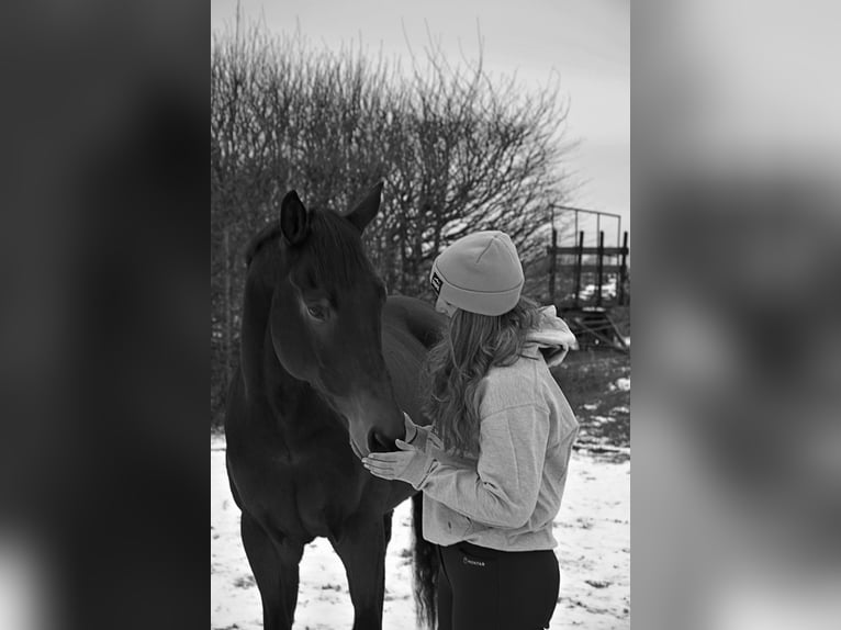 Pura sangre irlandés Caballo castrado 6 años 164 cm Castaño in Wijk bij Duurstede