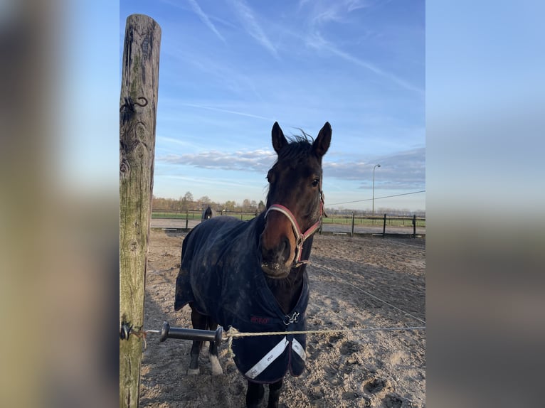 Pura sangre irlandés Caballo castrado 6 años 164 cm Castaño in Wijk bij Duurstede