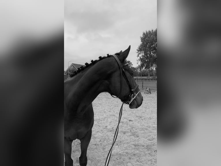 Pura sangre irlandés Caballo castrado 6 años 164 cm Castaño in Wijk bij Duurstede