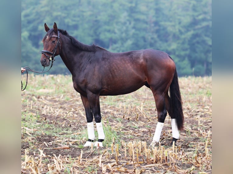 Pura sangre irlandés Mestizo Caballo castrado 6 años 164 cm Castaño oscuro in uelsen