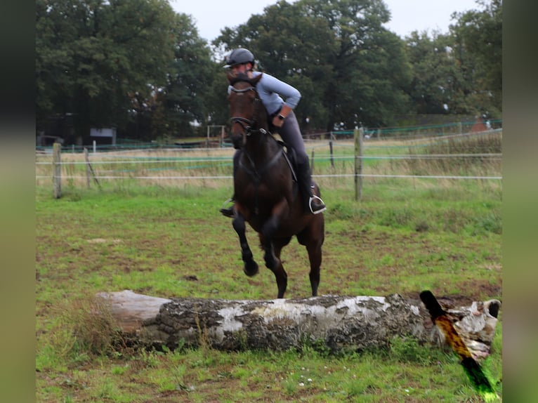 Pura sangre irlandés Mestizo Caballo castrado 6 años 164 cm Castaño oscuro in uelsen