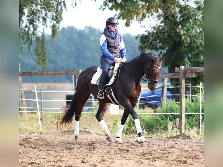 Pura sangre irlandés Mestizo Caballo castrado 6 años 164 cm Castaño oscuro in uelsen