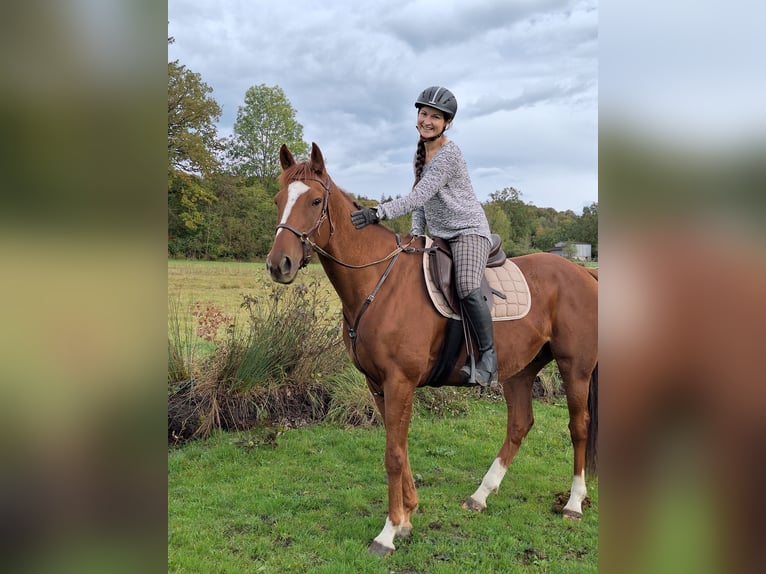 Pura sangre irlandés Caballo castrado 6 años 165 cm Alazán in Pähl