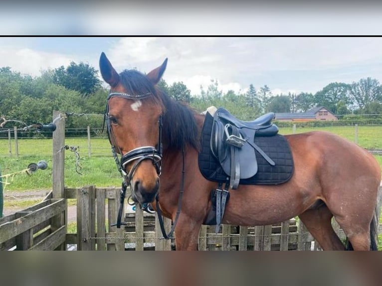 Pura sangre irlandés Caballo castrado 6 años 165 cm Castaño claro in Bergen op Zoom