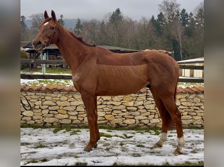 Pura sangre irlandés Caballo castrado 6 años 166 cm Alazán-tostado in česká Lípa