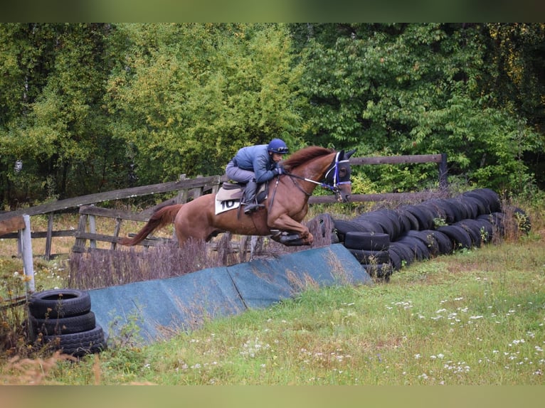 Pura sangre irlandés Caballo castrado 6 años 166 cm Alazán-tostado in česká Lípa