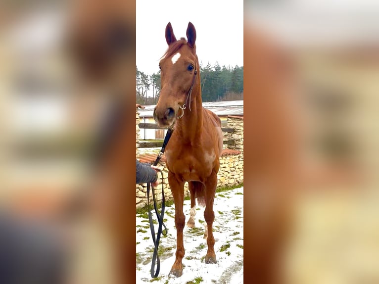 Pura sangre irlandés Caballo castrado 6 años 166 cm Alazán-tostado in česká Lípa