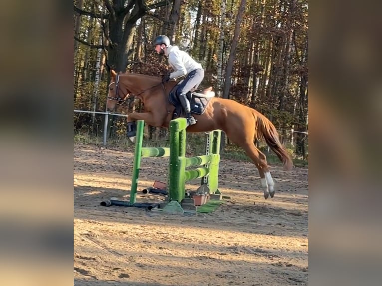 Pura sangre irlandés Caballo castrado 6 años 166 cm Alazán-tostado in Mladá Boleslav