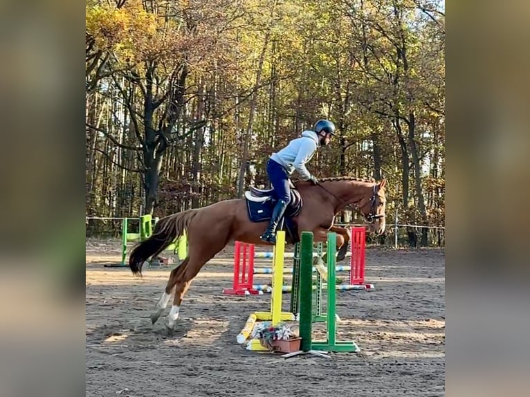 Pura sangre irlandés Caballo castrado 6 años 166 cm Alazán-tostado in Mladá Boleslav