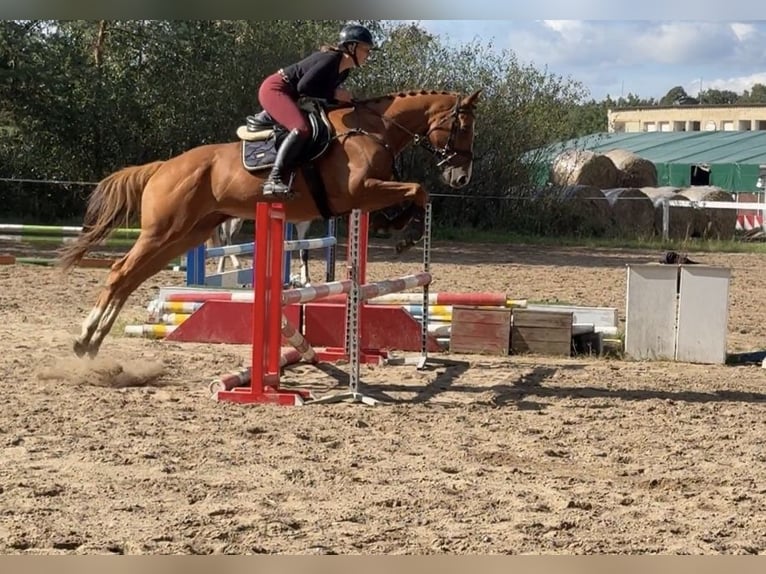 Pura sangre irlandés Caballo castrado 6 años 166 cm Alazán-tostado in Mladá Boleslav