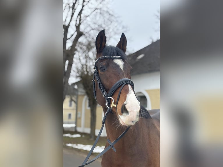 Pura sangre irlandés Caballo castrado 6 años 166 cm Castaño oscuro in Stadl-Paura