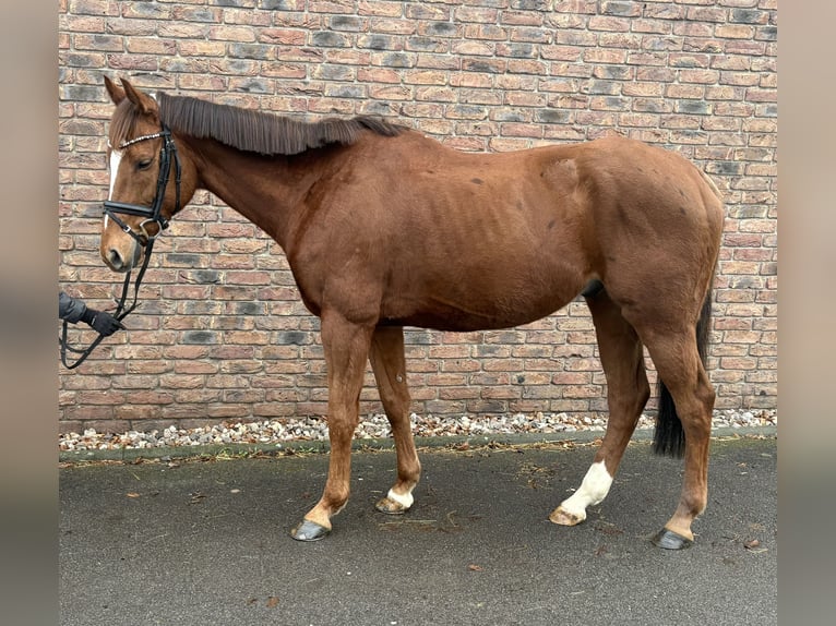 Pura sangre irlandés Caballo castrado 7 años 163 cm Alazán-tostado in Niederkassel