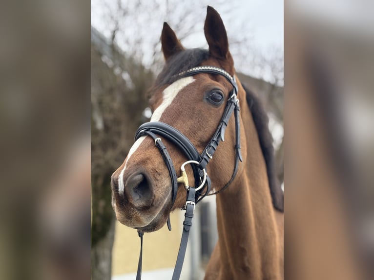 Pura sangre irlandés Caballo castrado 7 años 168 cm Alazán-tostado in Stadl-Paura