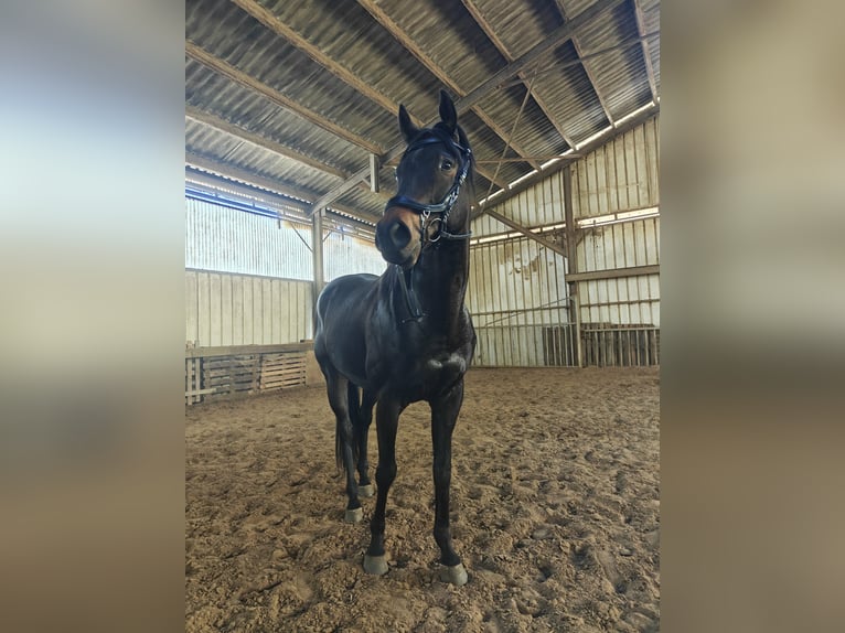 Pura sangre irlandés Caballo castrado 7 años 170 cm Castaño oscuro in Waasmunster