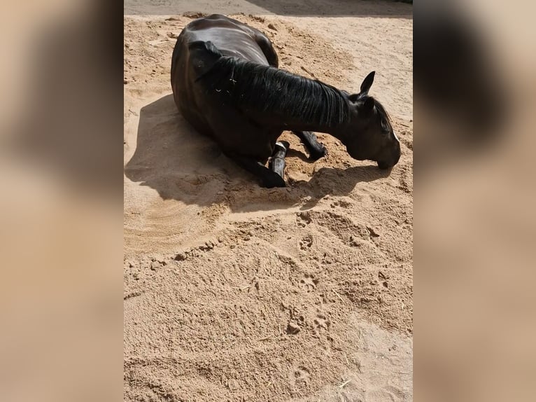 Pura sangre irlandés Caballo castrado 8 años 160 cm Morcillo in Ansbach
