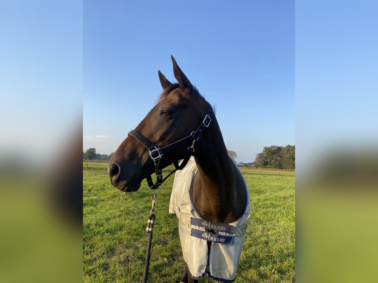 Pura sangre irlandés Caballo castrado 8 años 162 cm Castaño in Valkenswaard