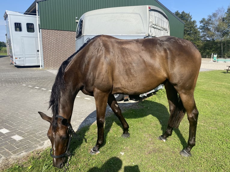 Pura sangre irlandés Caballo castrado 8 años 162 cm Castaño in Valkenswaard