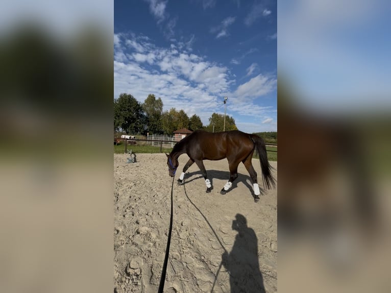 Pura sangre irlandés Caballo castrado 8 años 165 cm Castaño in Gifhorn