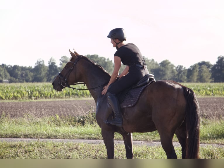 Pura sangre irlandés Caballo castrado 8 años 165 cm Castaño in Gifhorn