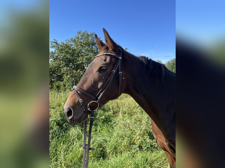 Pura sangre irlandés Caballo castrado 8 años 165 cm Castaño in Gifhorn