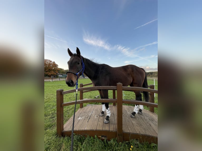 Pura sangre irlandés Caballo castrado 8 años 165 cm Castaño in Gifhorn