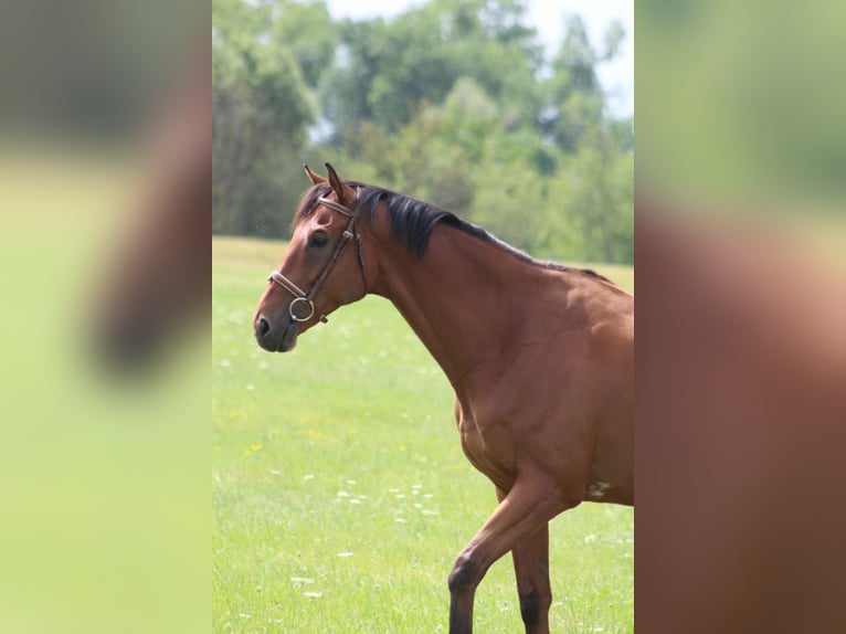 Pura sangre irlandés Caballo castrado 8 años 165 cm Castaño in Elsteraue