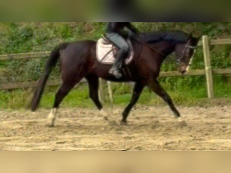 Pura sangre irlandés Caballo castrado 8 años 165 cm Castaño oscuro in Bornem