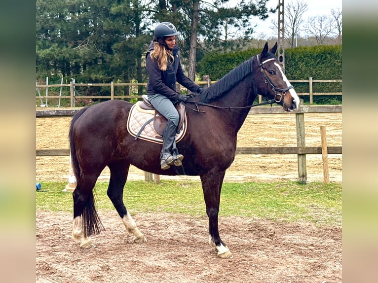 Pura sangre irlandés Caballo castrado 8 años 165 cm Castaño oscuro in Bornem