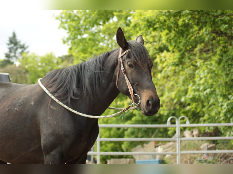Pura sangre irlandés Caballo castrado 8 años 165 cm Negro in Neu Poserin