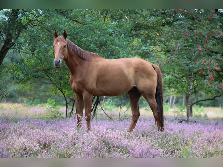 Pura sangre irlandés Caballo castrado 8 años 168 cm Alazán in Holten