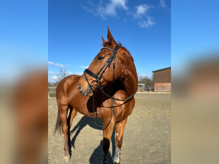 Pura sangre irlandés Caballo castrado 8 años 170 cm Alazán in Werne