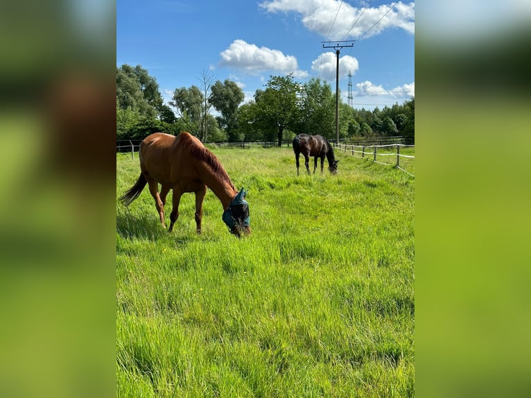 Pura sangre irlandés Caballo castrado 8 años 170 cm Alazán in Werne