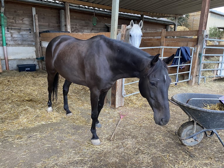 Pura sangre irlandés Caballo castrado 9 años 160 cm Negro in Steißlingen