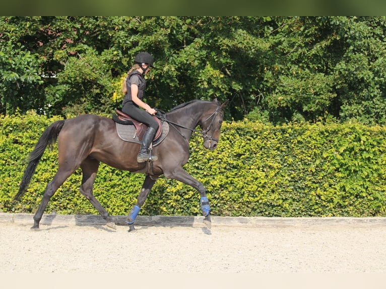 Pura sangre irlandés Caballo castrado 9 años 162 cm Morcillo in Wijk en Aalburg