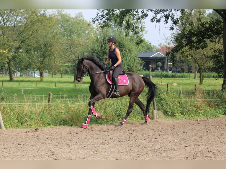 Pura sangre irlandés Caballo castrado 9 años 162 cm Morcillo in Wijk en Aalburg