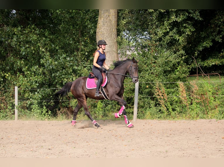 Pura sangre irlandés Caballo castrado 9 años 162 cm Morcillo in Wijk en Aalburg