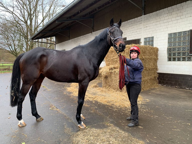 Pura sangre irlandés Caballo castrado 9 años 163 cm Castaño oscuro in Weilerswist
