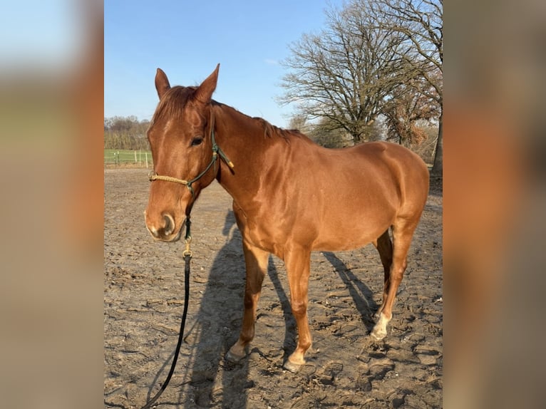 Pura sangre irlandés Caballo castrado 9 años 165 cm Alazán in Hollenstedt