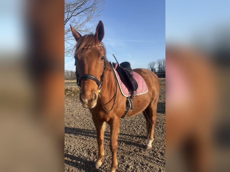 Pura sangre irlandés Caballo castrado 9 años 165 cm Alazán in Hollenstedt