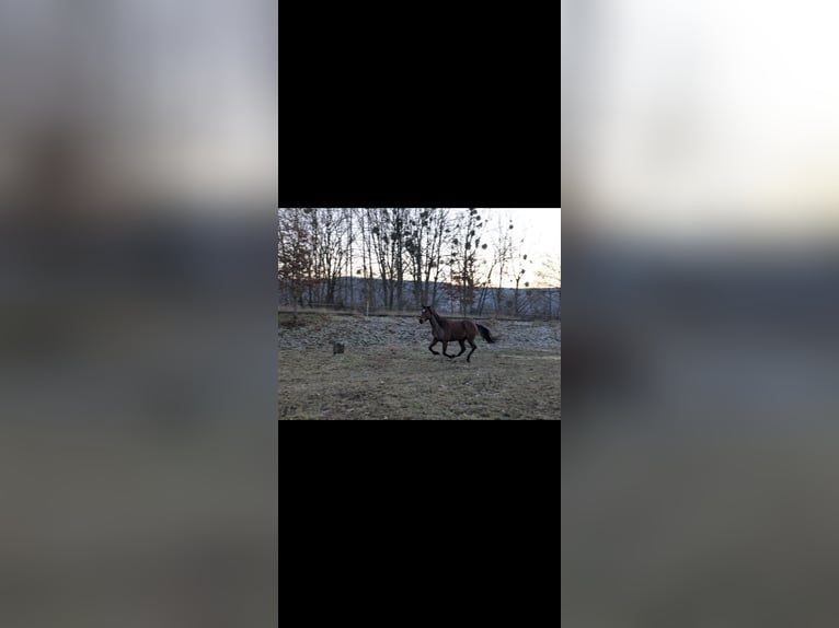 Pura sangre irlandés Caballo castrado 9 años 165 cm Castaño oscuro in Beverungen