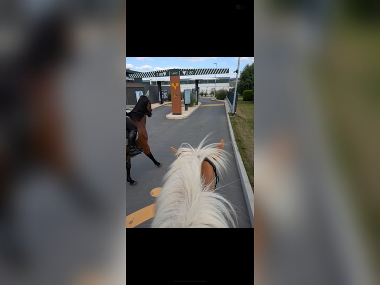 Pura sangre irlandés Caballo castrado 9 años 165 cm Castaño oscuro in Beverungen