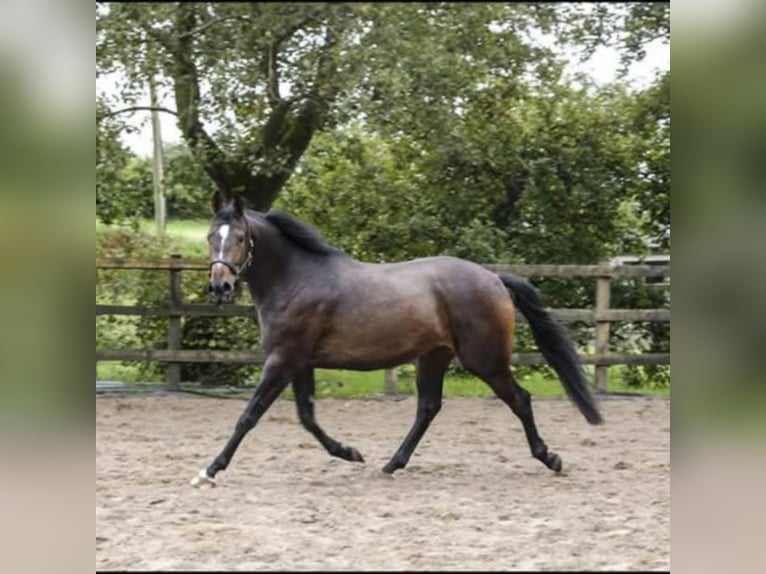 Pura sangre irlandés Caballo castrado 9 años 169 cm Castaño oscuro in Brugge
