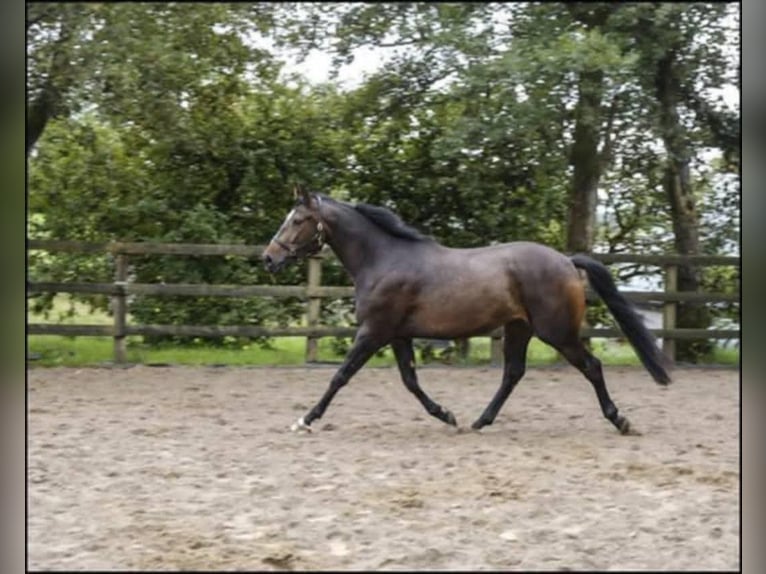 Pura sangre irlandés Caballo castrado 9 años 169 cm Castaño oscuro in Brugge