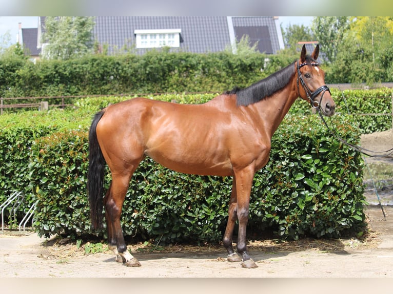 Pura sangre irlandés Yegua 4 años 163 cm Castaño in Wijk en Aalburg