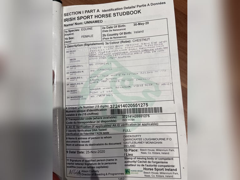 Pura sangre irlandés Mestizo Yegua 6 años 168 cm Alazán in Ronse