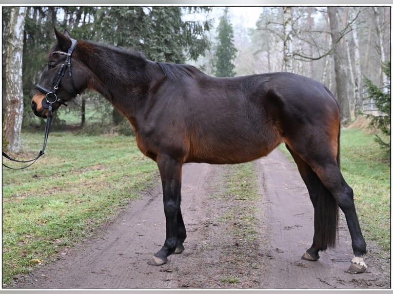 Pura sangre irlandés Yegua 7 años 160 cm Castaño oscuro in Gifhorn