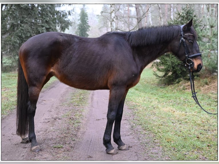 Pura sangre irlandés Yegua 7 años 160 cm Castaño oscuro in Gifhorn