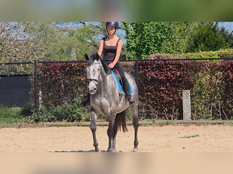 Pura sangre irlandés Yegua 7 años 164 cm Tordo in Heusden-ZolderHeusden zolder