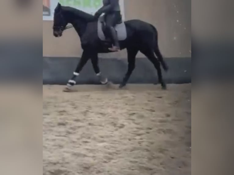 Pura sangre irlandés Yegua 7 años Castaño in Norderstedt